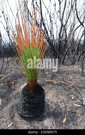 Xanthorrhoea australis Grassbaum, der nach einem Brand im australischen Busch nachwachsen wird Stockfoto