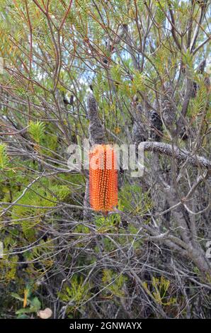 Banksia ericifolia (Heidelbeer Banksia) Strauch in Sydney, Australien Stockfoto