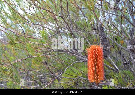 Banksia ericifolia (Heidelbeer Banksia) Strauch in Sydney, Australien Stockfoto