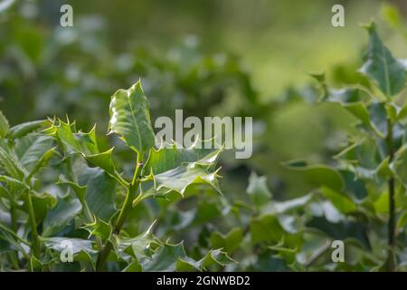 holly Blätter wachsen im Frühling auf unscharfen Hintergrund im Freien Stockfoto
