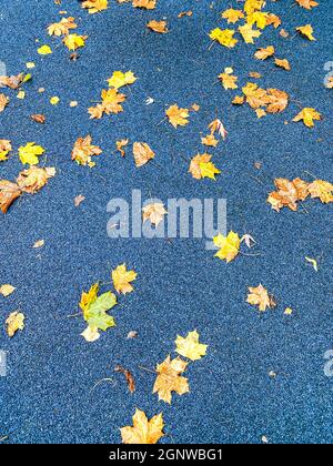 Gelbe Ahornblätter auf blauem Hintergrund. Draufsicht. Herbstfarbener Hintergrund. Stockfoto