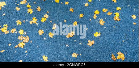 Bunt gefallen Ahornblätter auf blauem Sportplatz. Herbstsaison Banner. Stockfoto