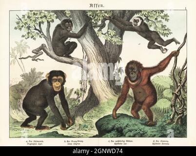 Gefährdeter Zentralschimpanse, Pan troglodytes troglodytes a, stark gefährdeter Bornean Orangutan, Pongo pygmaeus b, lar gibbon, Hylobates lar c und gefährdeter Siamang, Symphonangus syndactylus d. Chromolithographie aus Gotthilf Heinrich von Schuberts Naturgeschichte der Tierreiche für Schule und Haus, Schreiber, München, 1886. Stockfoto