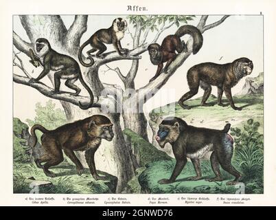 Kapuziner, Sapajus apella a, grüner Affe, Chlorocebus sabaeus b, gelber Pavian, Papio cynocepalus c, Mandrill, Mandrillus sphinx d, Mantelgeheul, Alouatta palliata e, Und gefährdete Barbake, Macaca sylvanus f. Chromolithographie aus Gotthilf Heinrich von Schuberts Naturgeschichte der Tierreiche für Schule und Haus, Schreiber, München, 1886. Stockfoto