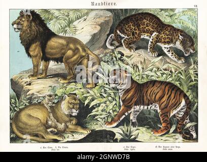 Löwe und Löwin mit Jungen, Panthera leo a,b, gefährdeter Tiger, Panthera tigris c und jaguar, Panthera onca d. Chromolithographie aus Gotthilf Heinrich von Schuberts Naturgeschichte der Tierreiche für Schule und Haus, Schreiber, München, 1886. Stockfoto