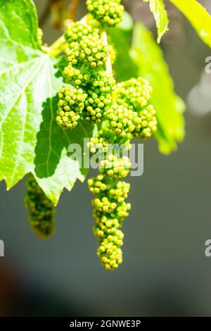 Ornamentale Weinrebe, Vitis vinifira, mit abgetriebener Frucht. Stockfoto