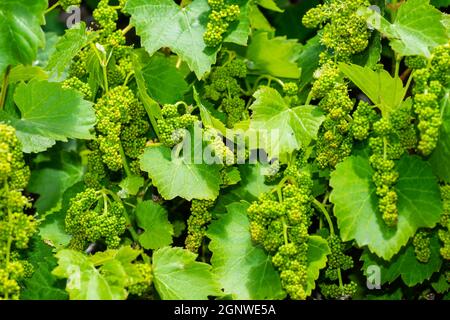 Ornamentale Weinrebe, Vitis vinifira, mit abgetriebener Frucht. Stockfoto