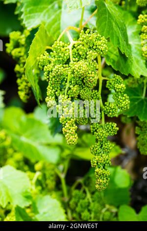 Ornamentale Weinrebe, Vitis vinifira, mit abgetriebener Frucht. Stockfoto