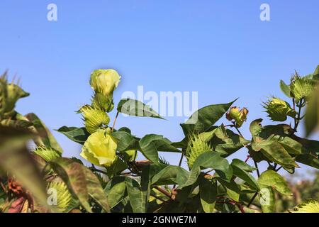 Blumen und Knospen einer Baumwollpflanze aus der Nähe auf einem Hintergrund des blauen Himmels. Stockfoto