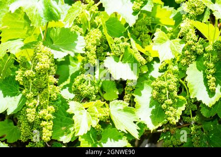 Ornamentale Weinrebe, Vitis vinifira, mit abgetriebener Frucht. Stockfoto