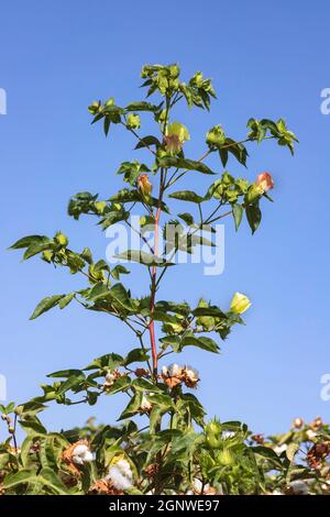 Blumen und Knospen einer Baumwollpflanze aus der Nähe auf einem Hintergrund des blauen Himmels. Stockfoto