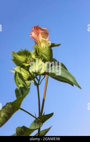 Blumen und Knospen einer Baumwollpflanze aus der Nähe auf einem Hintergrund des blauen Himmels. Stockfoto