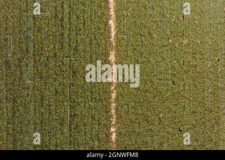 Greenhouse Banana Plantage, Top down Luftaufnahme. Stockfoto