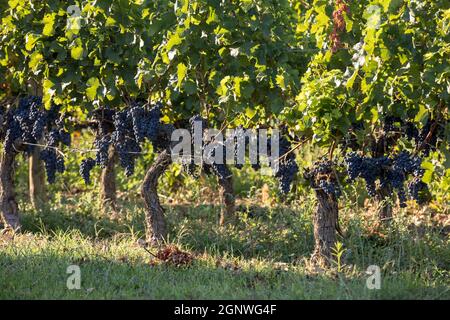 Rote Trauben auf Reihen von Reben in einem vienyard Reif vor der Weinlese in Saint Emilion Region. Frankreich Stockfoto