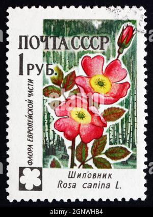 RUSSLAND - UM 1960: Eine in Russland gedruckte Marke zeigt Hunderose, Rosa Canina, Blume, um 1960 Stockfoto