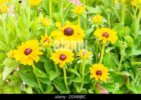 Rudbeckia Toto blüht Stockfoto