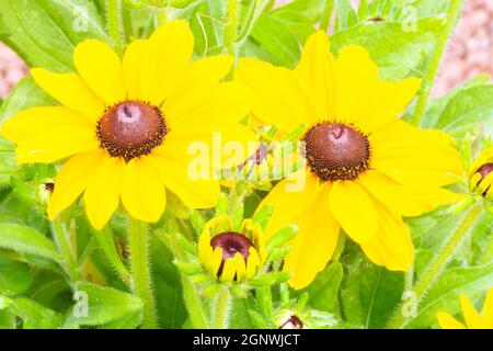 Rudbeckia Toto blüht Stockfoto