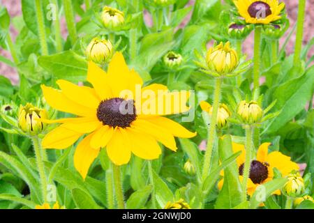 Rudbeckia Toto blüht Stockfoto