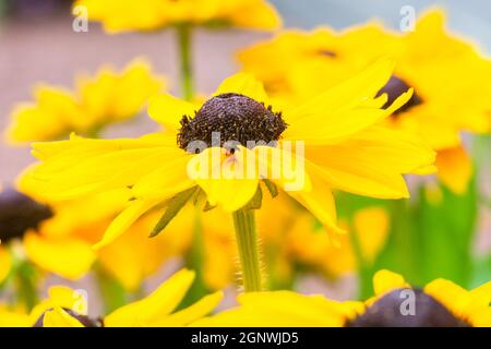 Rudbeckia Toto blüht Stockfoto