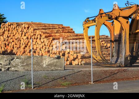 Ein Stapel von Pinus radiata-Stämmen, die für die Verarbeitung in einem Industriegebiet bereit sind. Auf der rechten Seite befindet sich die Holzgabel eines Frontladers. Tauranga, Neuseeland Stockfoto