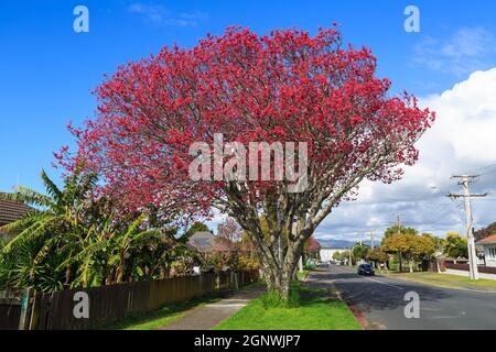 Ein blühender Kirschbaum, der in rosa Blüten in einer Vorstadtstraße erstickt ist Stockfoto