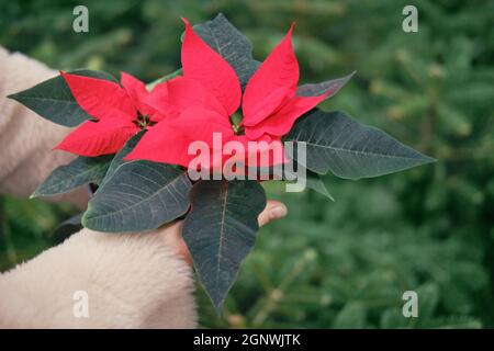 Frau wählt weihnachtsstern Blume im Geschäft mit Neujahr Geschenke Stockfoto