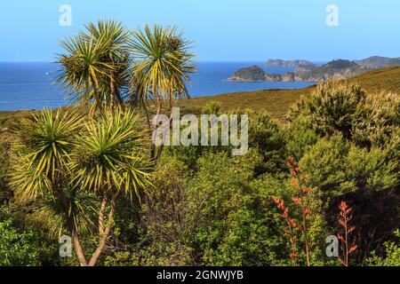 Ein Blick auf das Meer und den Urwald auf den Klippen bei Russell in der malerischen Bay of Islands, Neuseeland Stockfoto