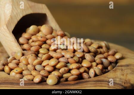 Nahaufnahme von trockenen Linsen in einer Schüssel mit einem Messlöffel.getrocknete grüne Linsen in einer Holzschale auf Holzboden. Stockfoto