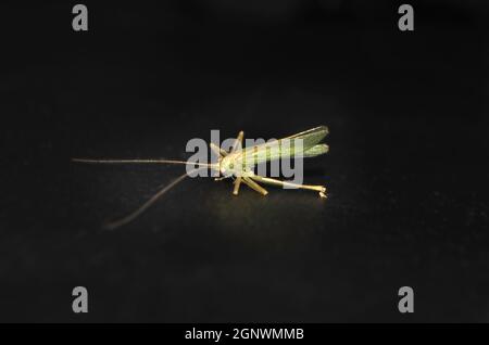 Bemalte Grasshopper auf dem schwarzen Hintergrund Stockfoto