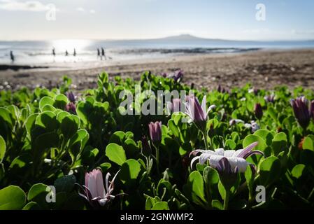 Milford Strand mit Frühlingsblumen im Vordergrund. Unfokussieren Menschen, die Hunde am Strand und Rangitoto Island in der Ferne laufen. Stockfoto