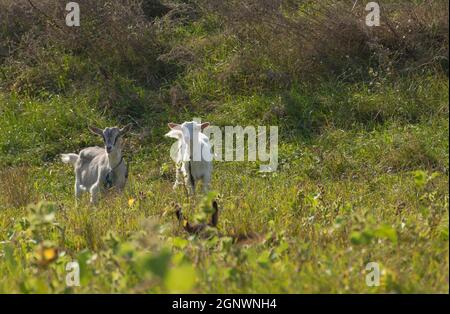 Zwei Ziegenbabys auf dem Feld Stockfoto