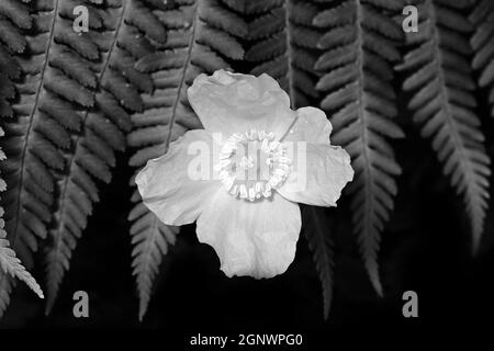 Walisischer (gelber) Mohn (Papaver Cambricum) mit Farn (monochrom) Stockfoto