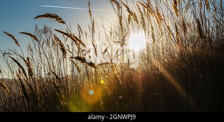 Sonnenstrahlen mit farbigen Highlights durch die Ähren von Mais gegen den blauen Himmel. Landschaft Natur. Stockfoto