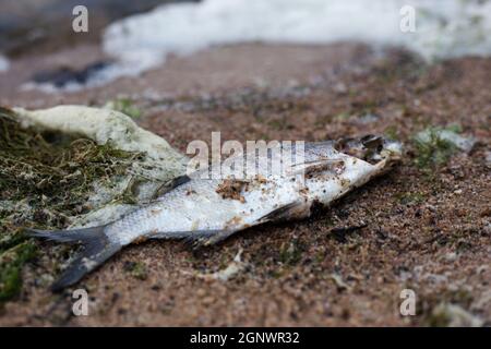 Toter Fisch am Ufer des Sees. Fisch auf dem Sand. Stockfoto