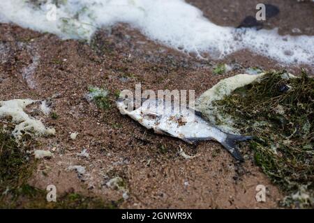 Toter Fisch am Ufer des Sees. Fisch auf dem Sand. Stockfoto