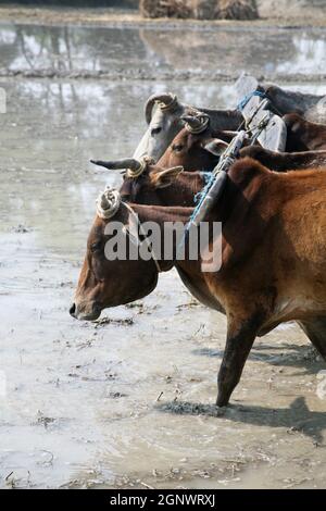 Bauern pflügen landwirtschaftliches Feld auf traditionelle Weise, wo ein Pflug an Bullen in Gosaba, Westbengalen, Indien, befestigt wird Stockfoto