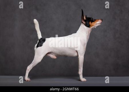 American Spielzeug Fuchs Terrier weiß-rot-schwarz Farbe steht auf einem grauen Hintergrund drinnen im Studio Stockfoto