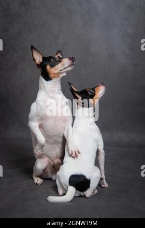 Zwei Hunde züchten amerikanischen Toy-Fox Terrier auf einem grauen Hintergrund Drinnen im Studio Stockfoto