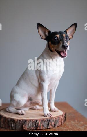 Amerikanischer Spielzeug Fuchs Terrier auf einem Schnitt eines Baumes auf einem Tisch, auf einem grauen Hintergrund drinnen auf einem roten Holztisch Stockfoto