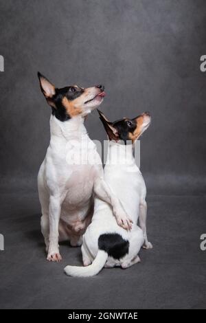 Zwei Hunde züchten amerikanischen Spielzeug-Fuchs Terrier auf grauem Hintergrund Stockfoto