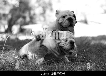 Zwei Welpen Rasse Englisch Bulldog sitzen und einer kümmert sich Des anderen Stockfoto