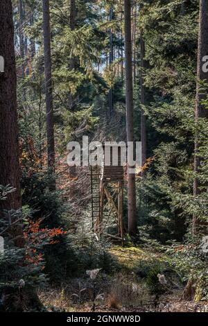 Kleine erhöhte Haut für die Jagd in der Mitte der Wald Stockfoto