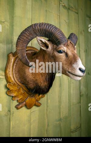 Gefüllter Mufflonkopf vor einer rustikalen Holzwand Stockfoto