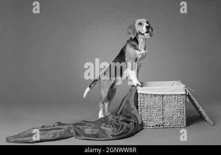 Ein Schwarz-Weiß-Foto eines mittelgroßen weiß-rot-schwarzen Beagle-Hundes, mit seinen Vorderpfoten am Rand eines Korbkorbes, mit fließendem Stoff, drinnen Stockfoto