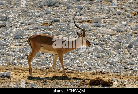 Impala mit schwarzem Gesicht an der Wasserstelle im Norden Namibias Stockfoto