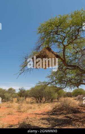 Geselliger Webervogel, Philetairus socius, nistet auf einem Ast, Namibia Stockfoto