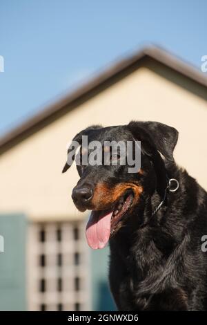 Schwarzer großer Hund Beauceron (französischer Schäferhund) Breed liegt auf dem Hintergrund eines mittelalterlichen Gebäudes Stockfoto