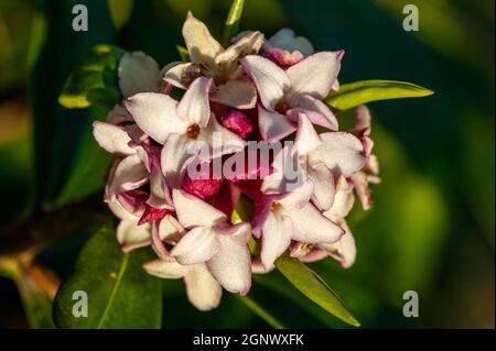 Daphne odora var ruba eine Winterfrühlingsstrauch-Pflanze mit Ein Winter Frühling rosa Blume Stock Foto Bild Stockfoto