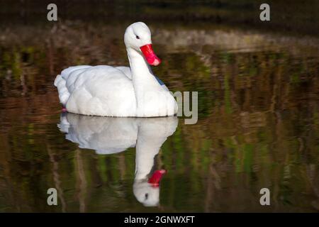 Coscoroba Swan eine kleine weiße Wasservogelart, die in Südamerika gefunden wird Stockfoto