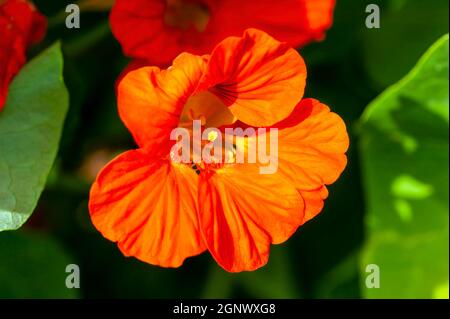Tropeolum minus (Kapuzinerkresse) eine orangefarbene Sommerblütenpflanze im Frühling während ihrer Blütezeit, Stock Foto Bild Stockfoto